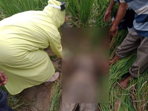 Polisi Olah TKP Orang Meninggal Dunia di Sawah Selogiri