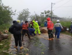 2 Pohon Tumbang Di Wonogiri Warga Dan Polisi Gotong Royong