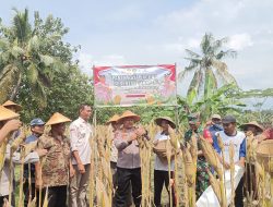Dukung Ketahanan Pangan Nasional, Polres Wonogiri Gelar Panen Raya Jagung Serentak Tahap 1